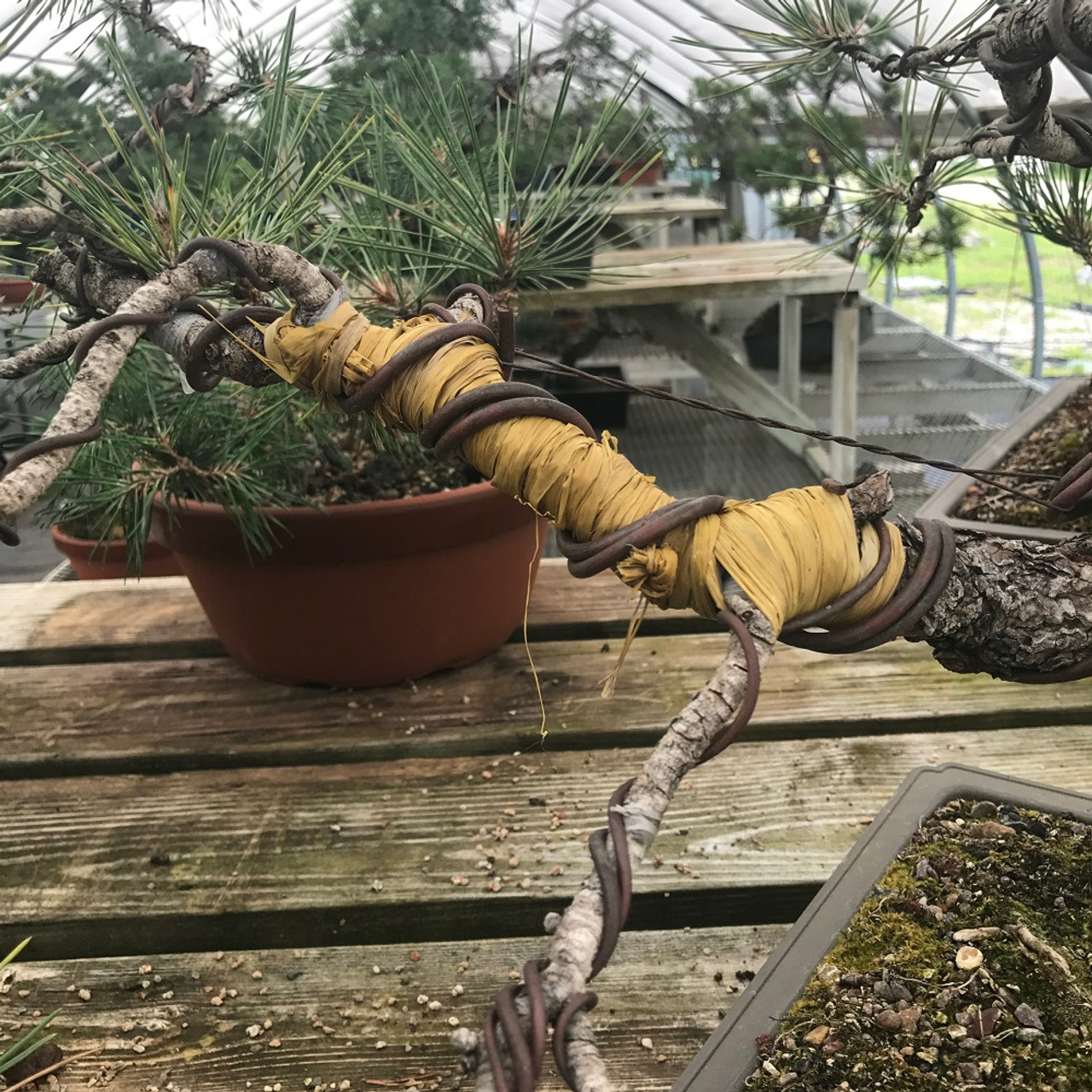 Bonsai Tree Raffia - Branch Protection - Wiring Aid