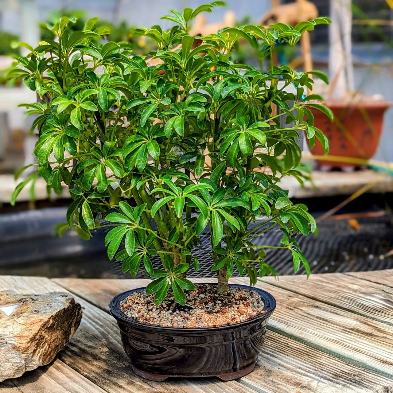 Hawaiian Umbrella Bonsai Tree (Schefflera arboricola) | Bonsai Outlet