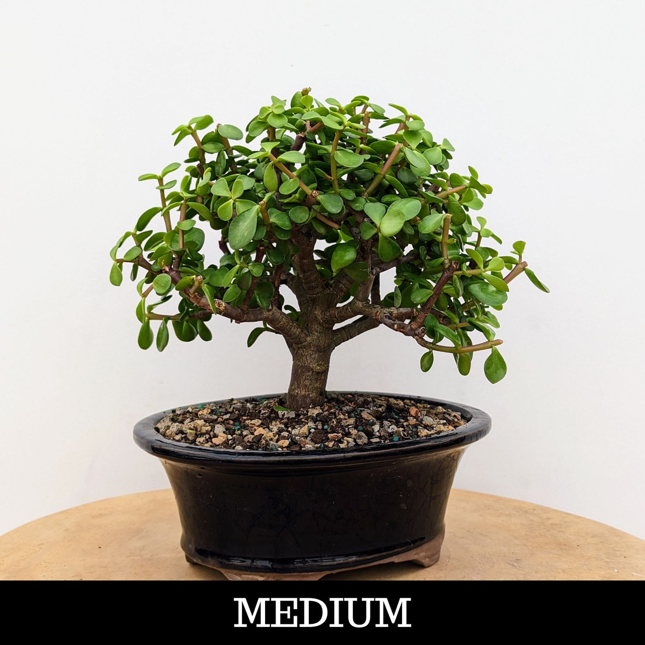 Dwarf Jade Bonsai Tree (Portulacaria afra) | Bonsai Outlet