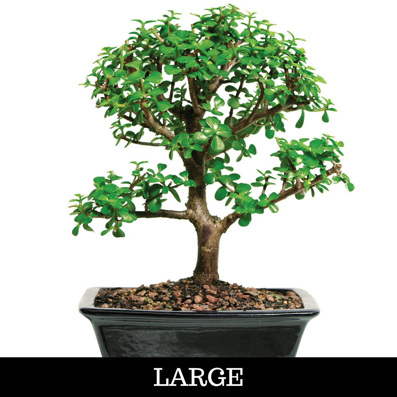 Dwarf Jade Bonsai Tree (Portulacaria afra) | Bonsai Outlet