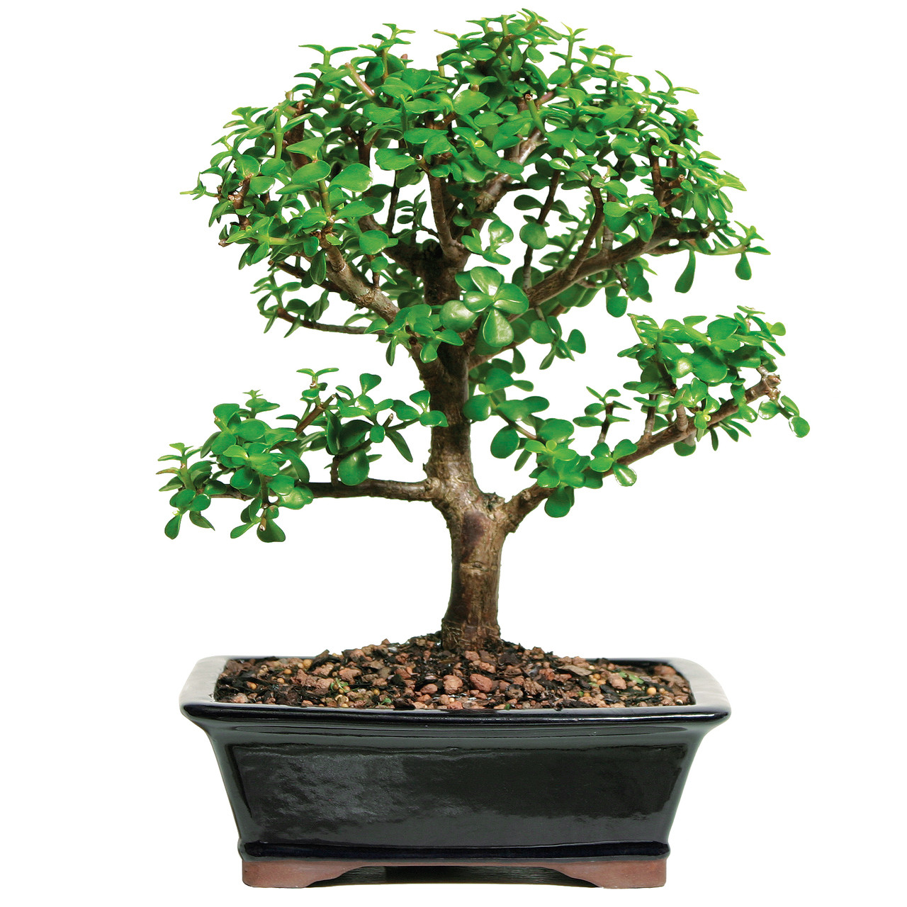 Best Selling Mini  Jade Bonsai  Ideal for Indoor and Beginners