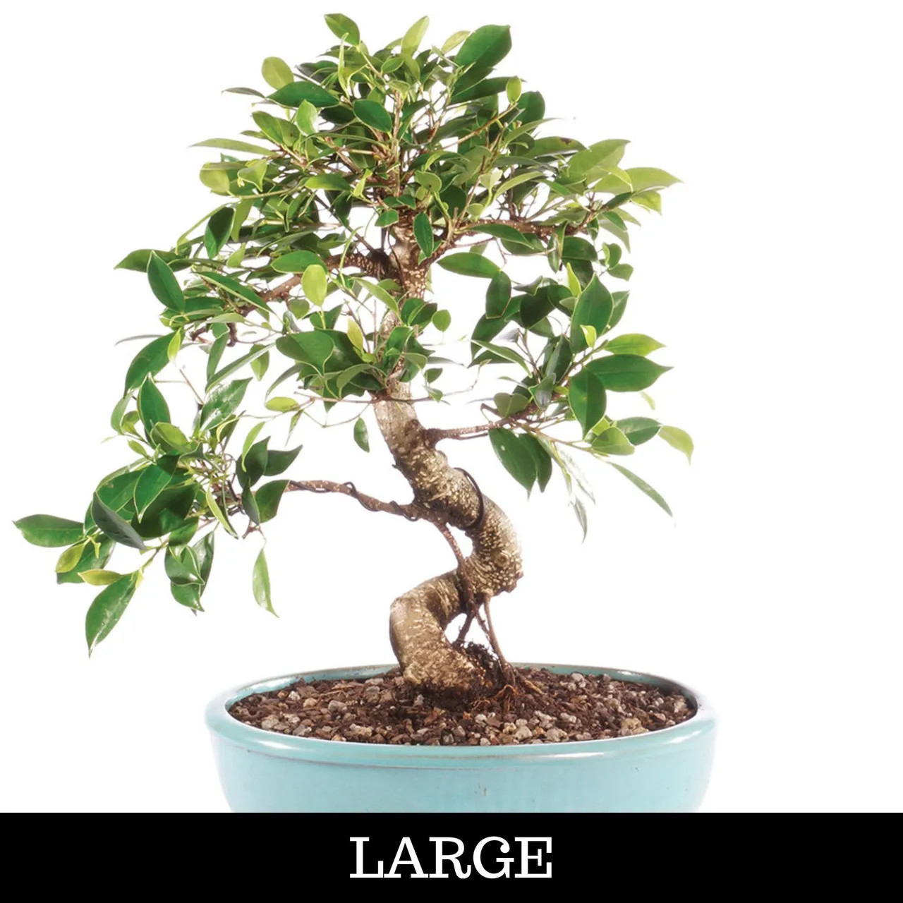 cast iron indoor plant Cast Iron Plant for Sale, Care Guide & Growing Tips main image 0