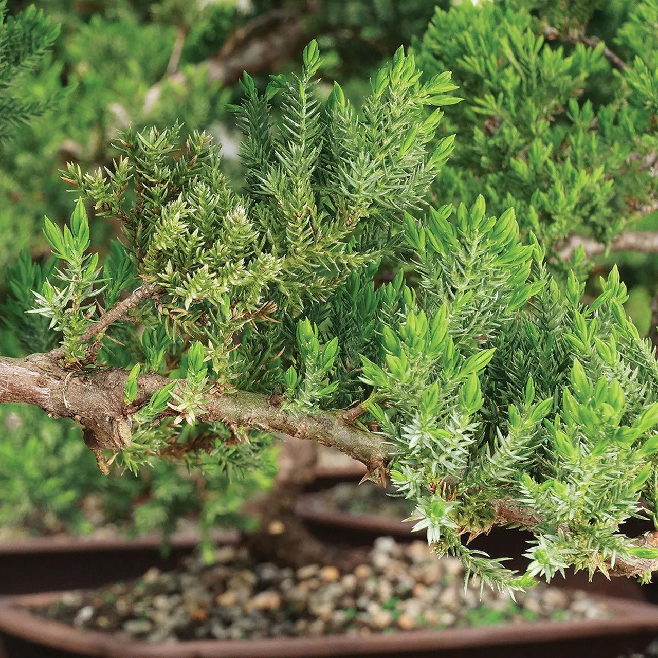 Juniper Bonsai Tree Land/Water Pot - Small (Juniper Procumbens nana)