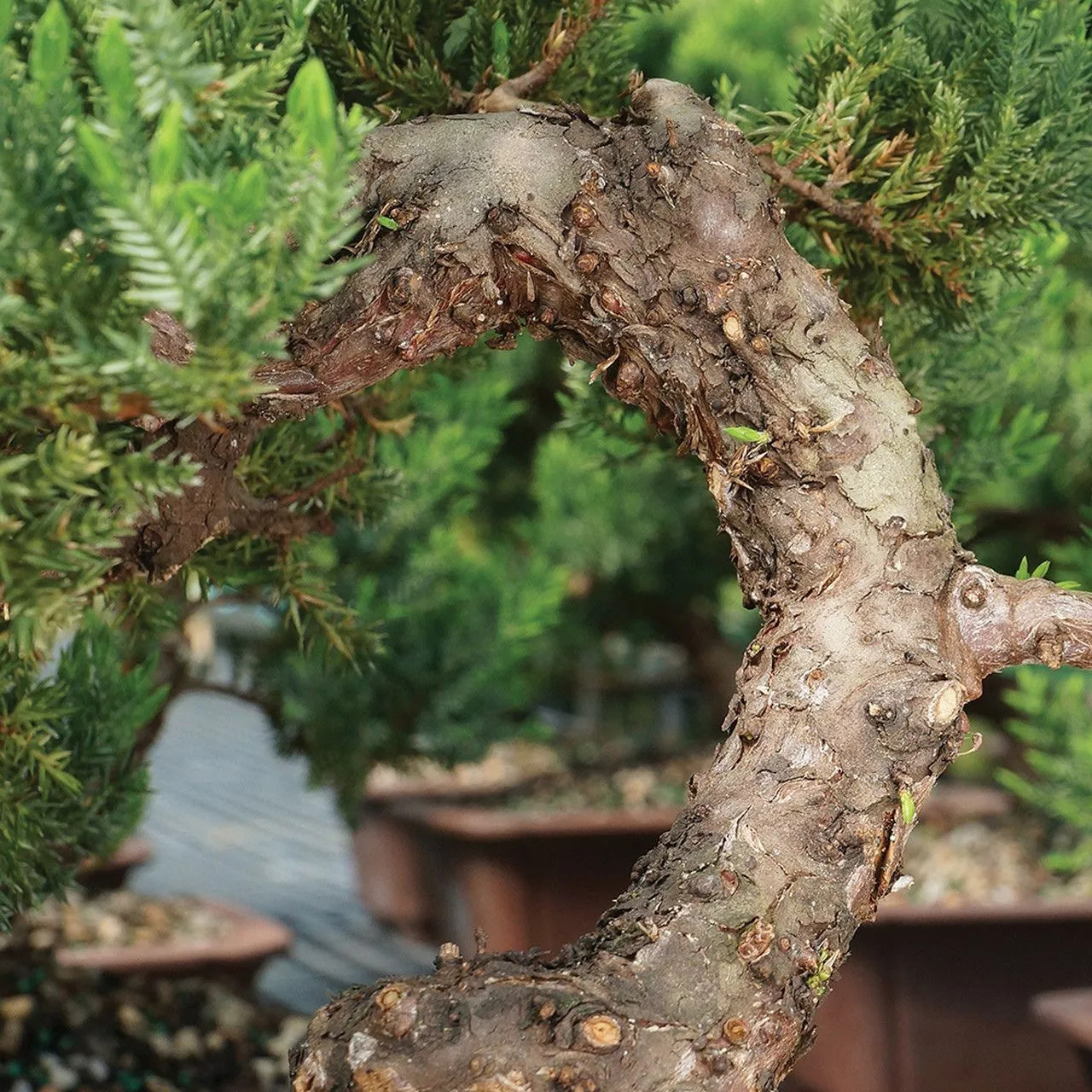 Green Mound Juniper Bonsai Tree (Procumbens nana) Outdoor | Bonsai Outlet
