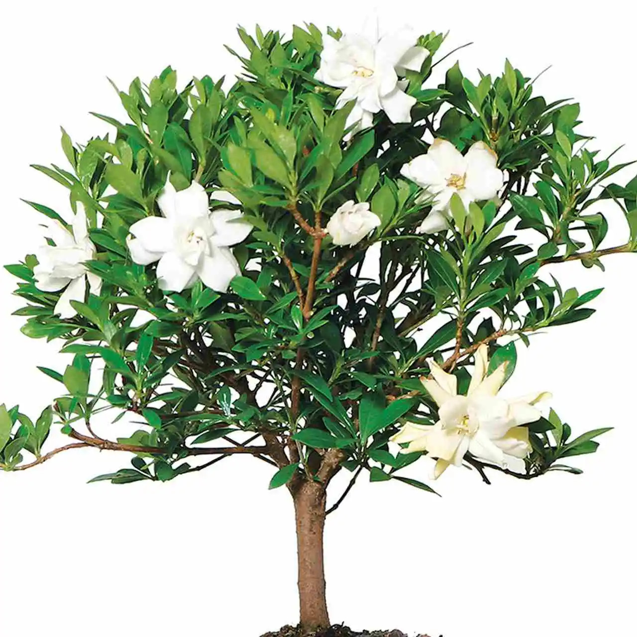 Outdoor Flowering Gardenia Bonsai Tree (Gardenia jasminoides) | Bonsai  Outlet