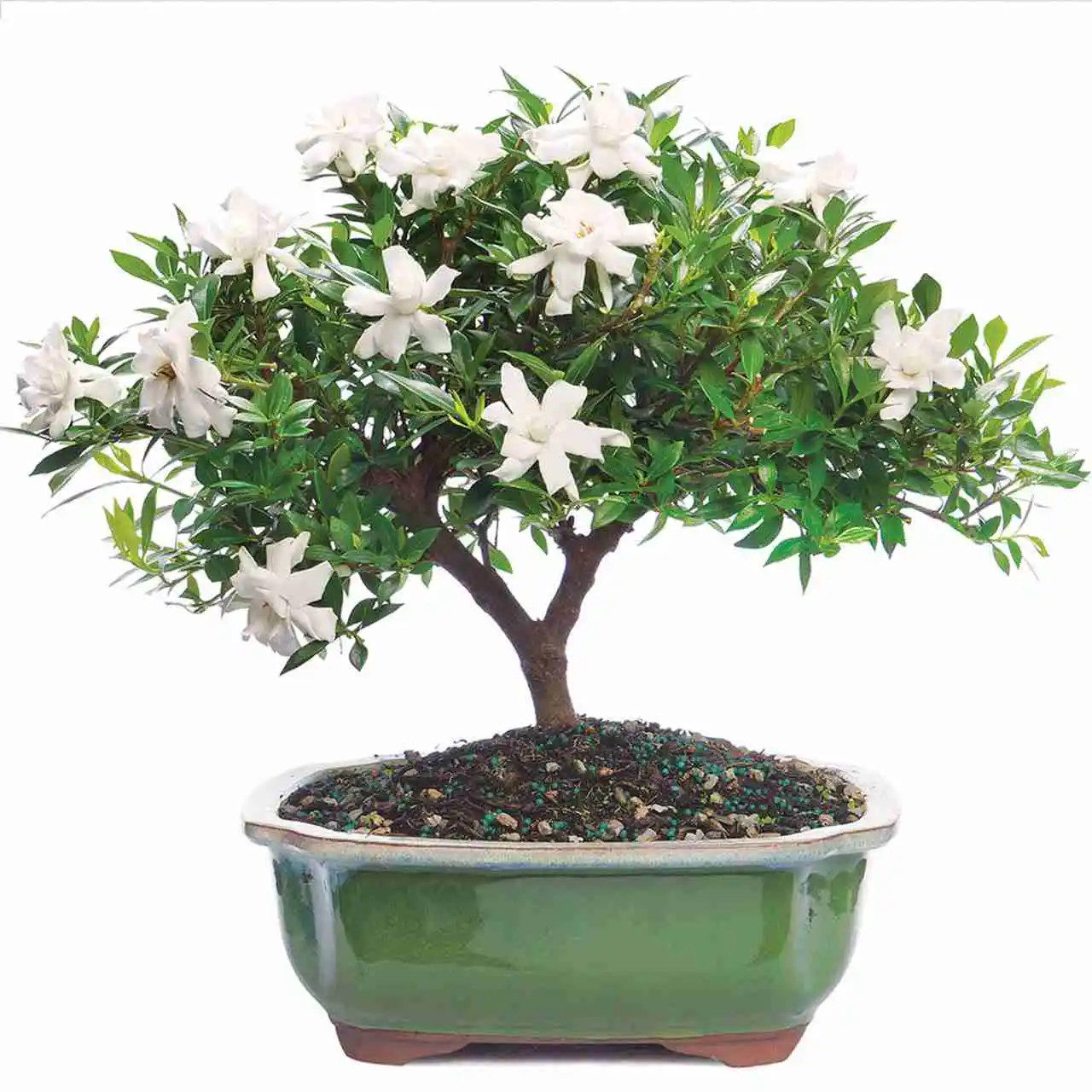 OUTDOOR Flowering Gardenia Bonsai Tree (Gardenia jasminoides)  Fragrant  White Blooms