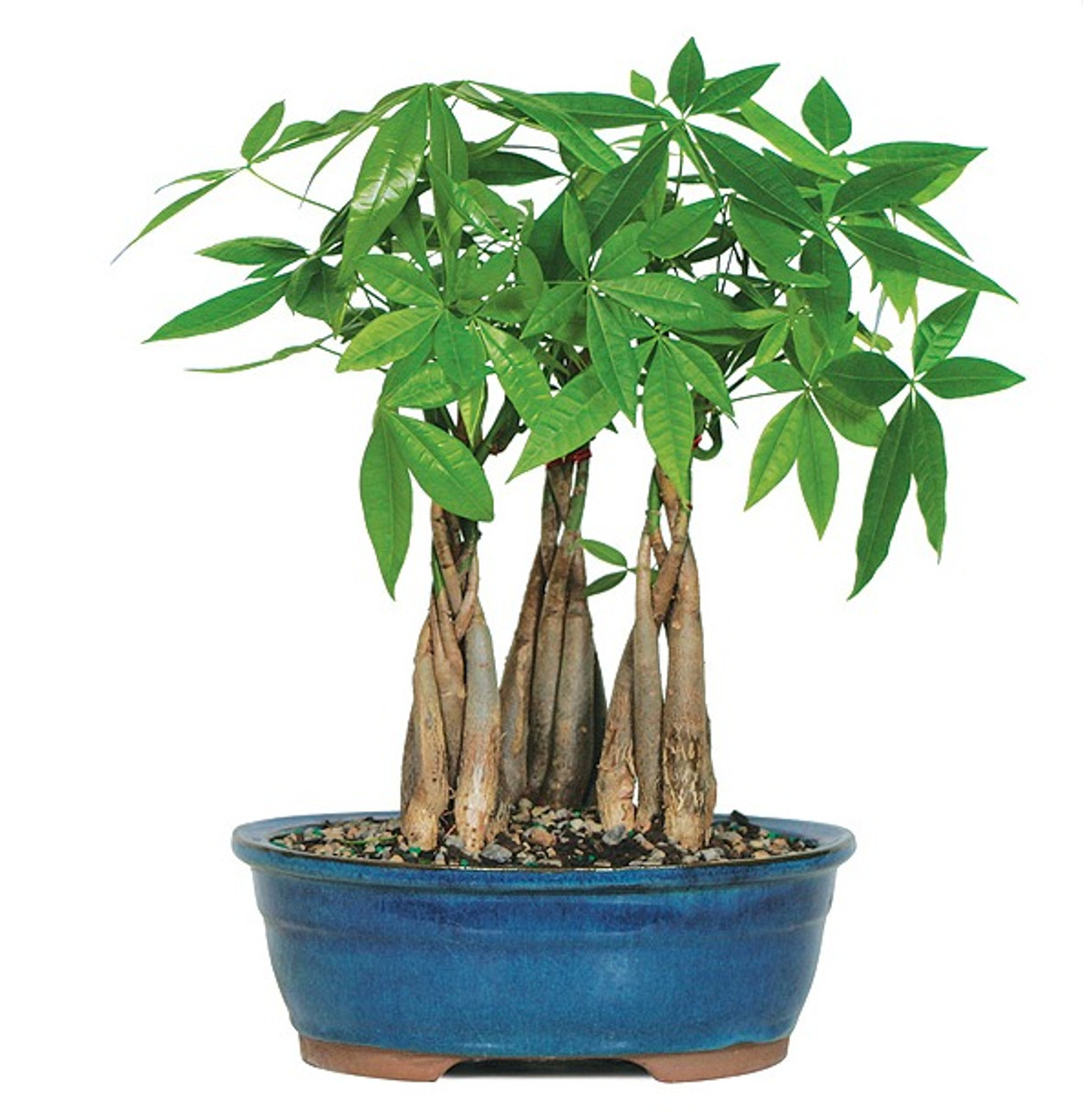 indoor money tree