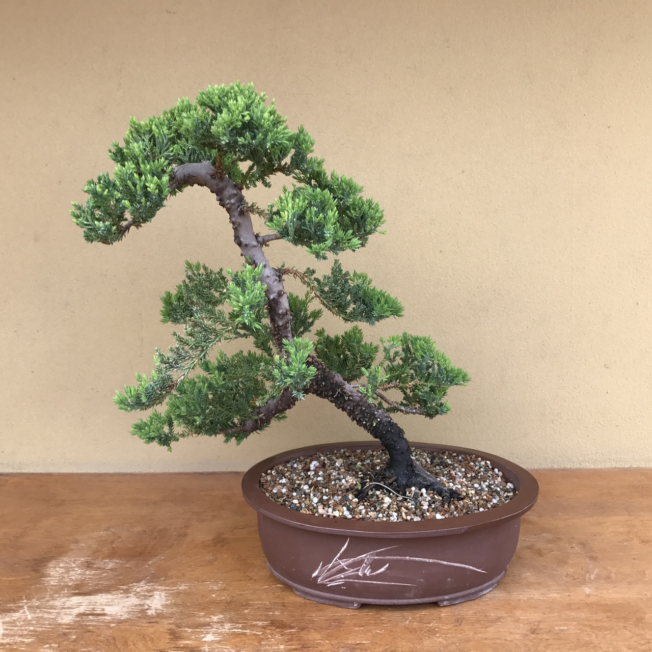 Japanese Garden Juniper Bonsai Tree Bonsai Outlet
