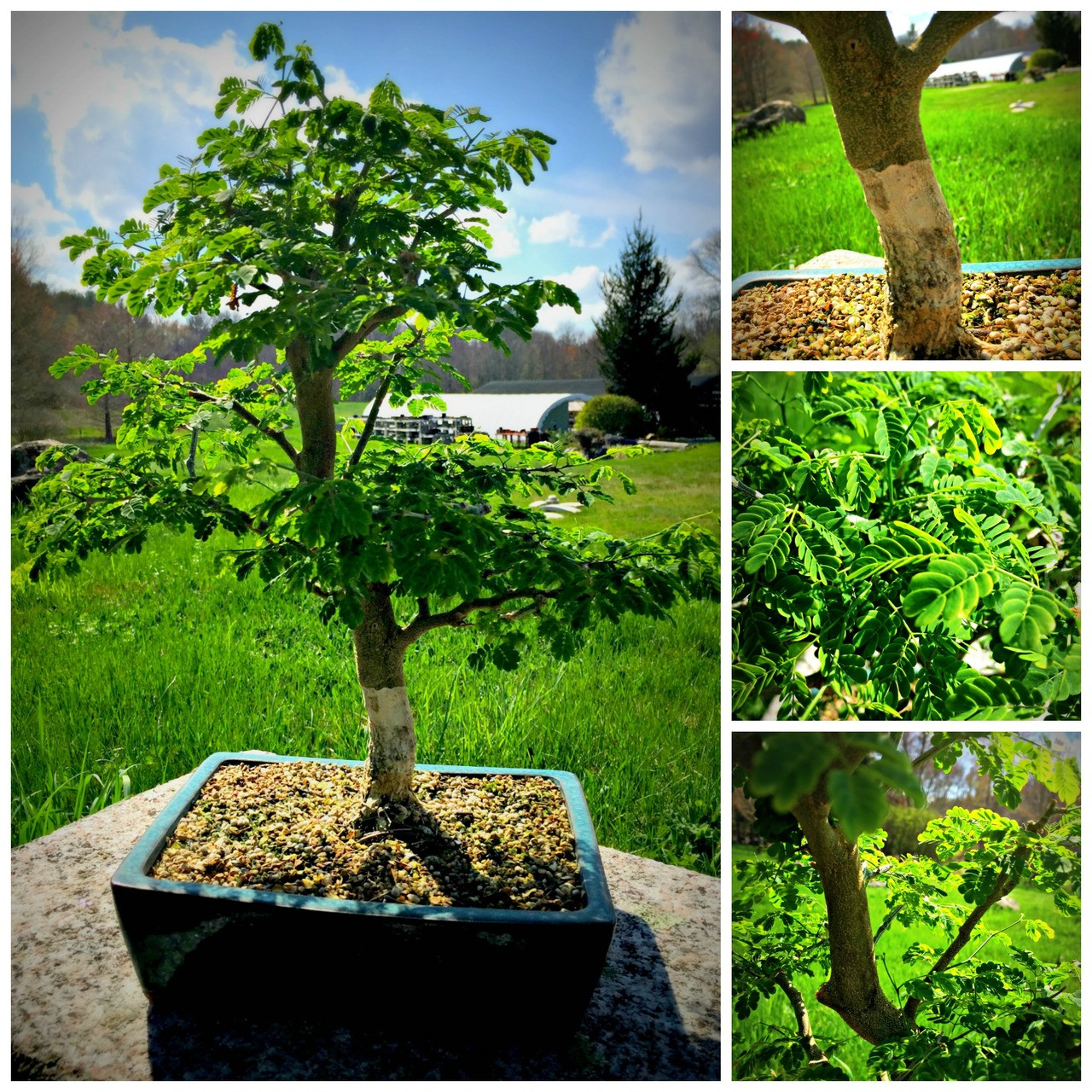 Brazilian Rain Tree | Bonsai Tree | Bonsai Outlet