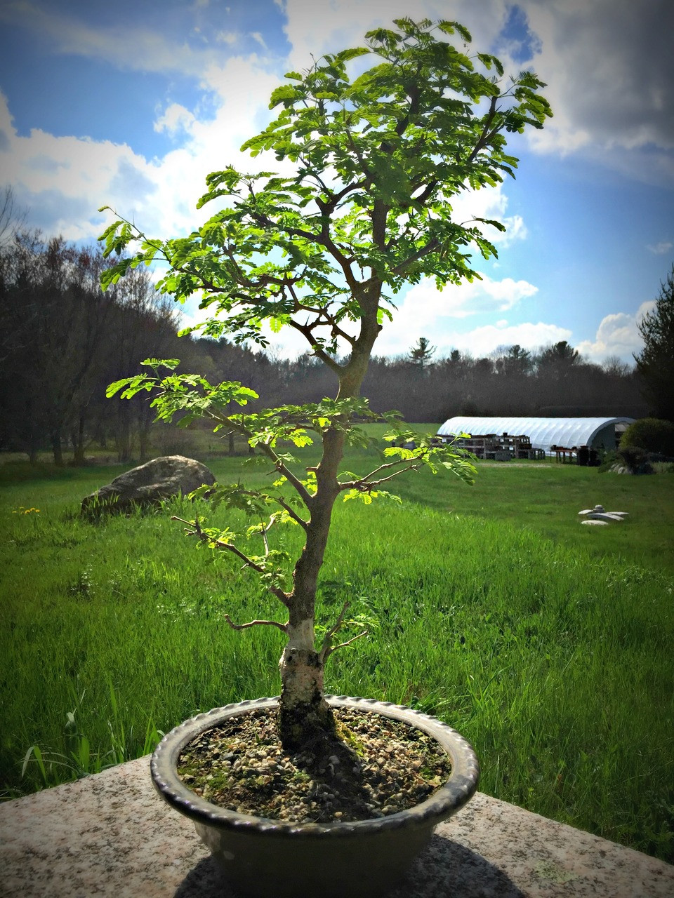 Brazilian Rain Tree | Bonsai Tree | Bonsai Outlet