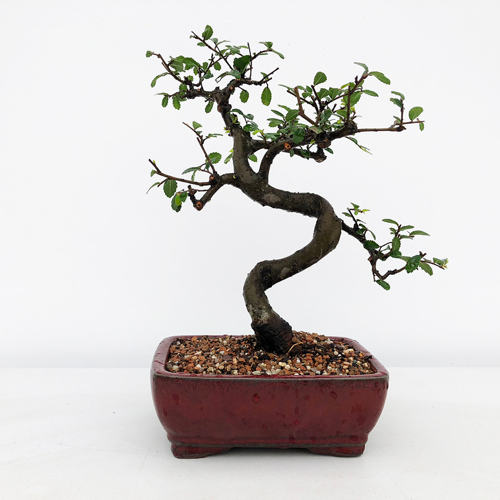 Chinese Elm Bonsai Tree Starter Kit Bonsai Outlet