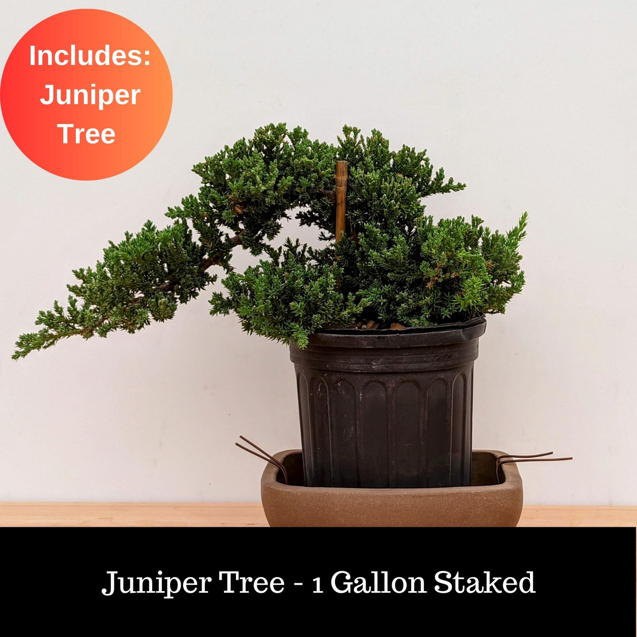 Juniper Bonsai Tree Land/Water Pot - Small (Juniper Procumbens nana)