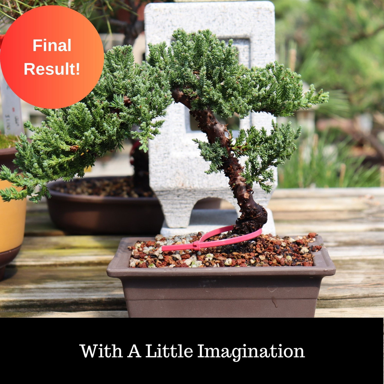 Large Juniper 'nana' Bonsai Tree Kit