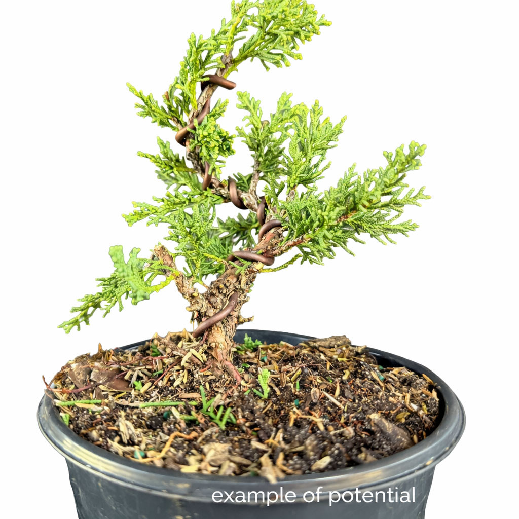 Shimpaku Juniper Pre-Bonsai  Cutting-Grown Material with Long-Term  Potential