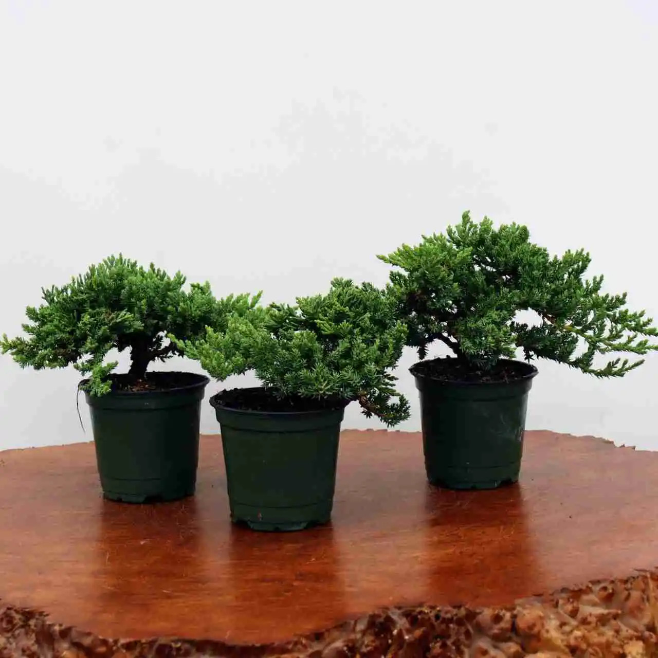 Small Windswept Juniper Pre-Bonsai | 3-Pack & 10-Pack Outdoor