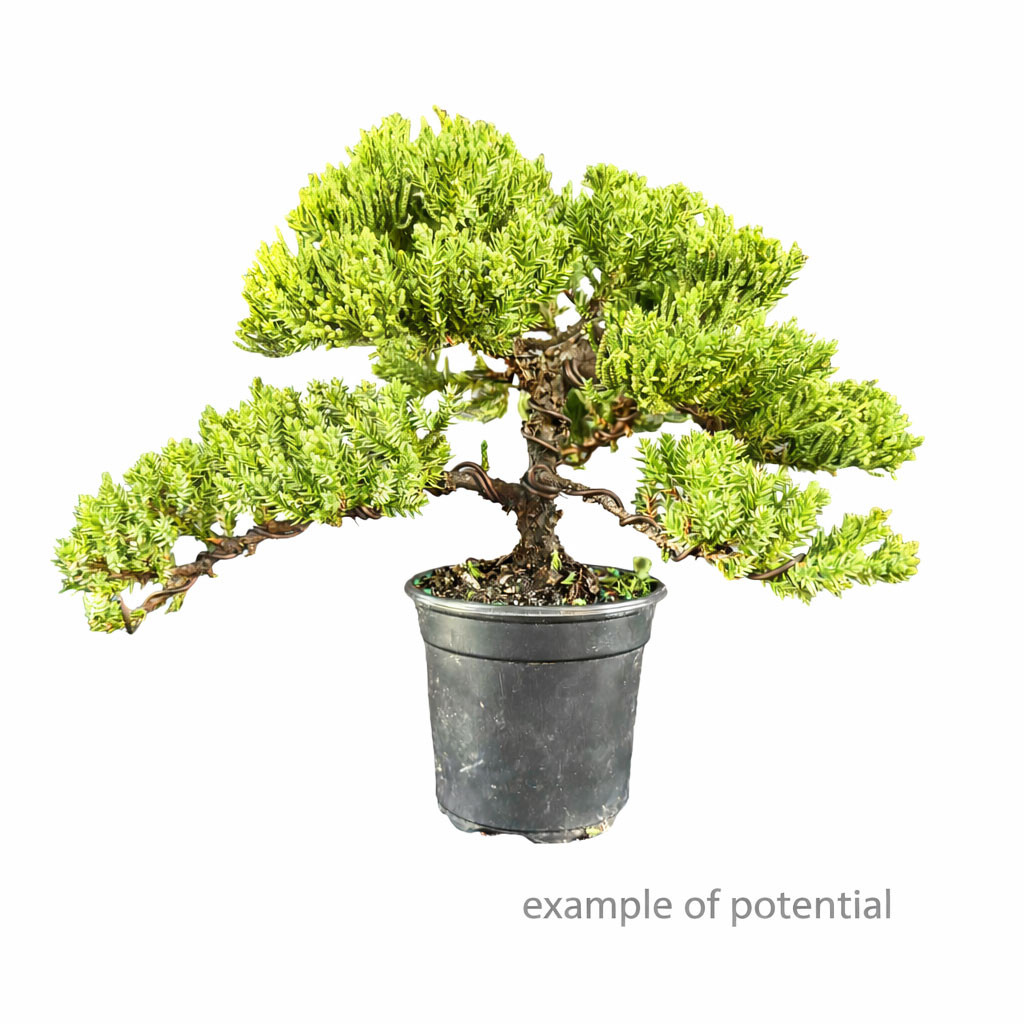 Small Windswept Juniper Pre-Bonsai | 3-Pack & 10-Pack Outdoor