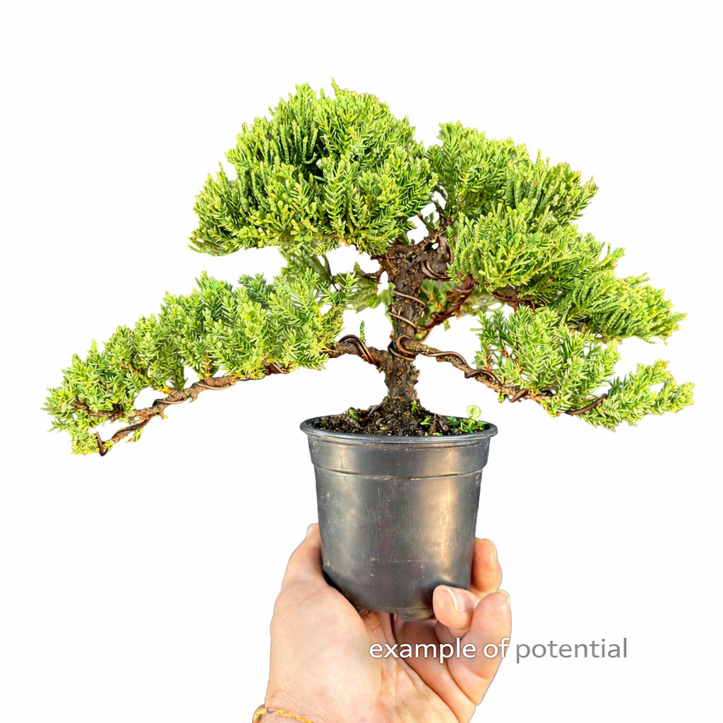Small Windswept Juniper Pre-Bonsai  Outdoor Starter with Natural Movement