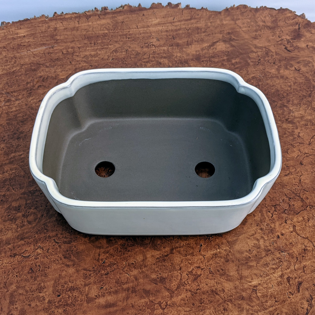 盆栽 jolly PXL_20210129_185141953__22986.