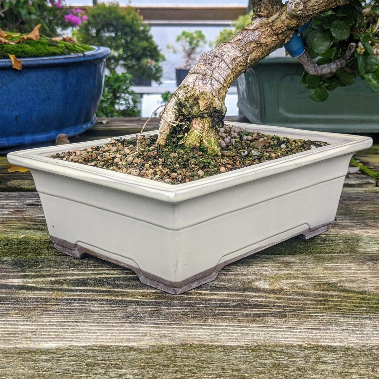 Oribe (cream) Tokoname Bonsai Pot with Free Drainage Mesh