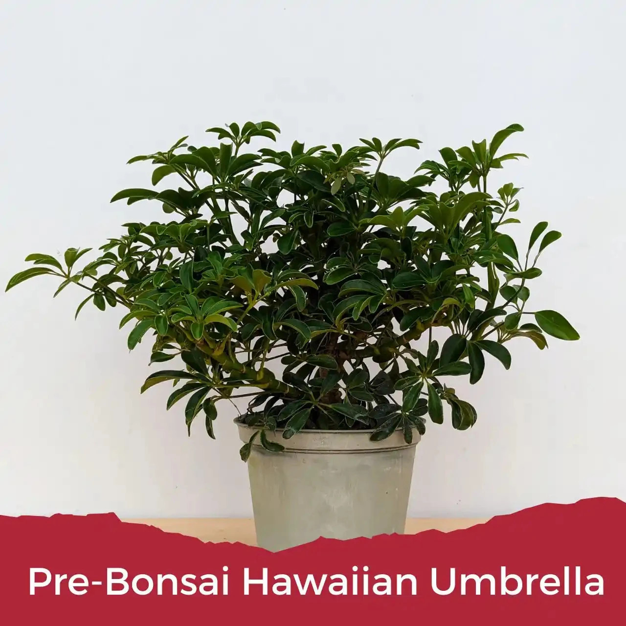 DIY Hawaiian Umbrella Bonsai Kit (Dwarf Leaf Schefflera) – Pre
