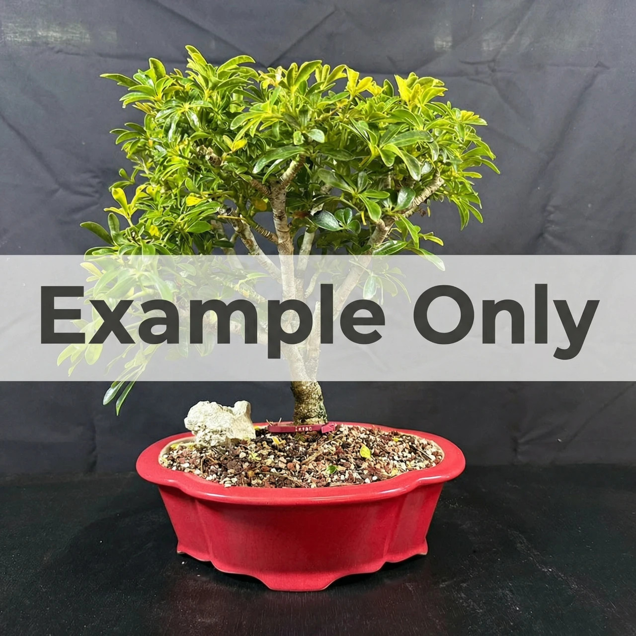 DIY Hawaiian Umbrella Bonsai Kit (Dwarf Leaf Schefflera) – Pre