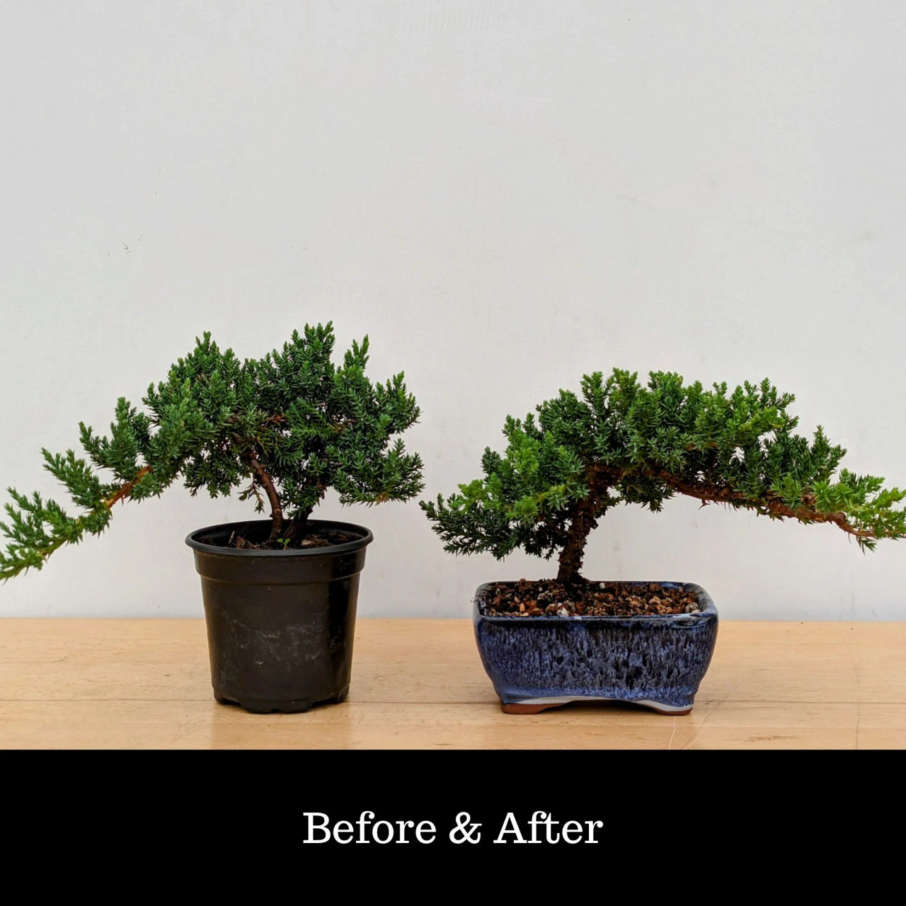 cura bonsai Ficus Ginseng Little Well Bonsai – Planterie main image 0