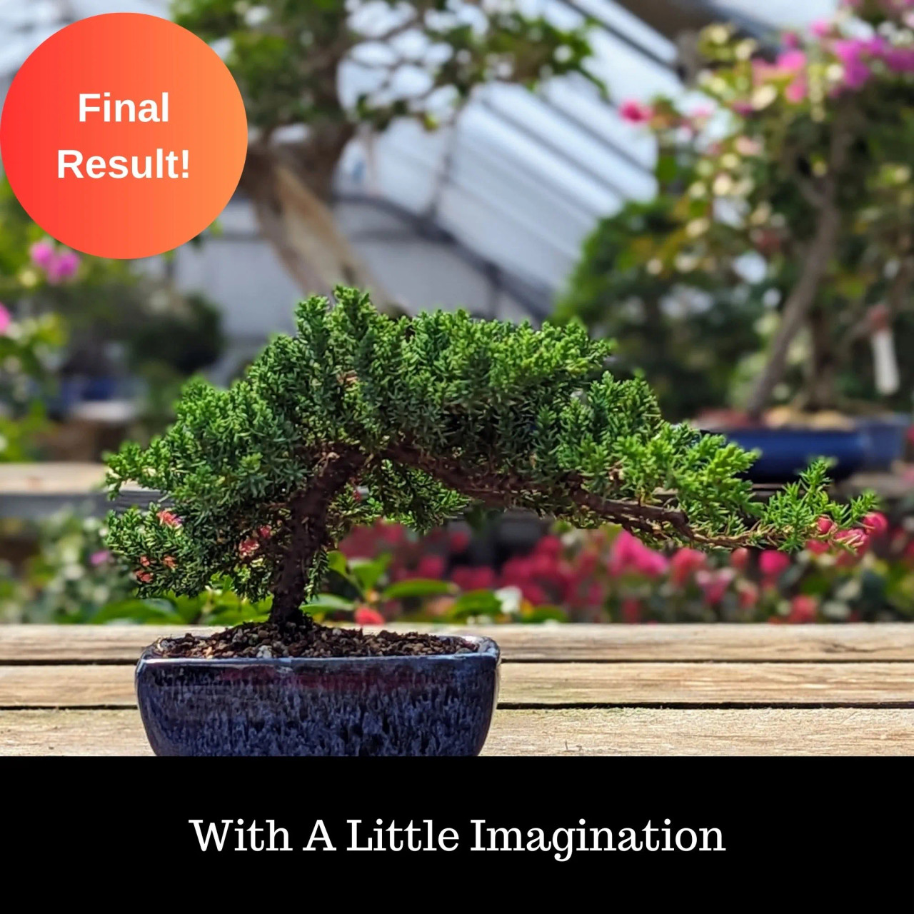 Juniper Bonsai DIY Kit