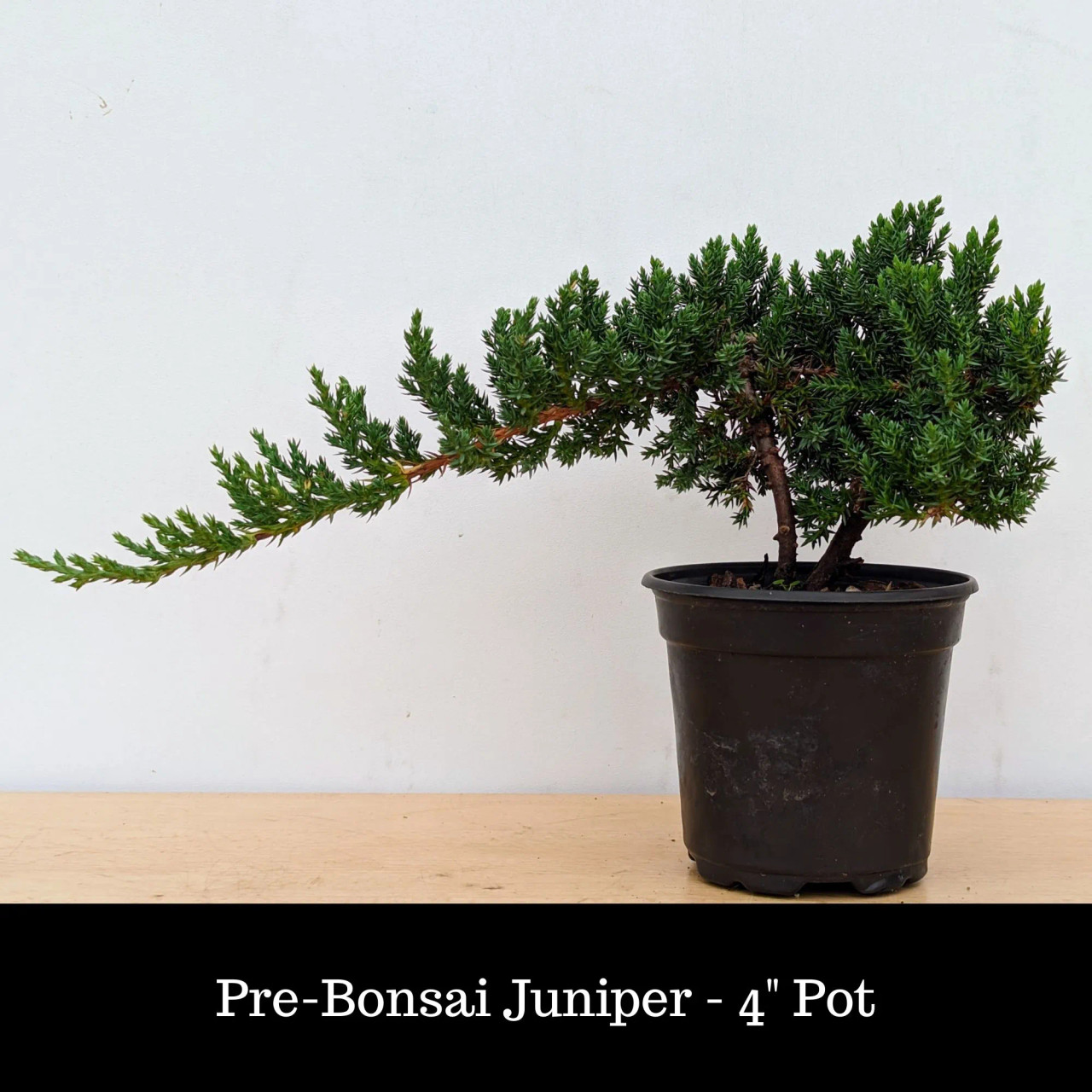 Japanese Juniper Bonsai Tree - 4 pot - Juniperus procumbens