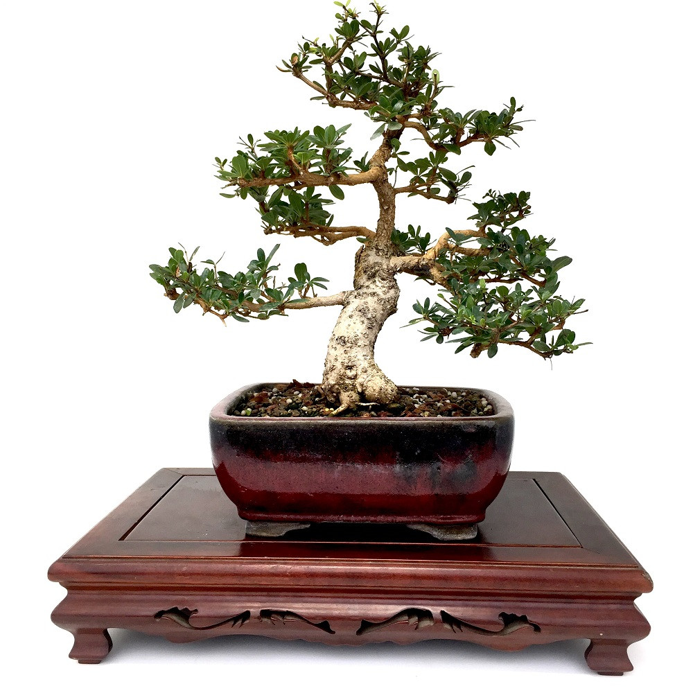 Black Olive Bonsai Bonsai Outlet