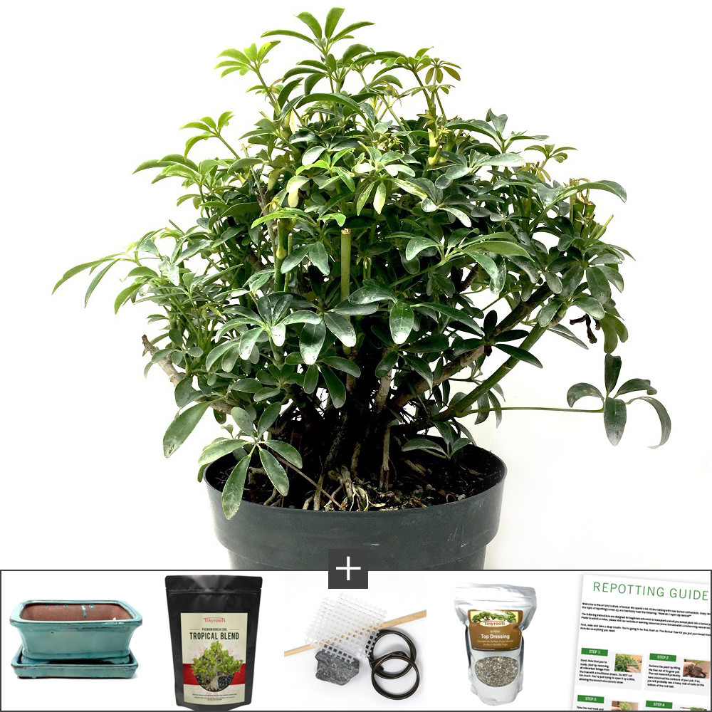 Exclusive Hawaiian Umbrella Bonsai Kit Bonsai Outlet