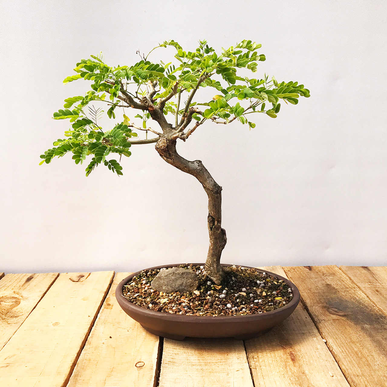 Flowering Brazilian Raintree Bonsai Tree Pithecellobium Tortum