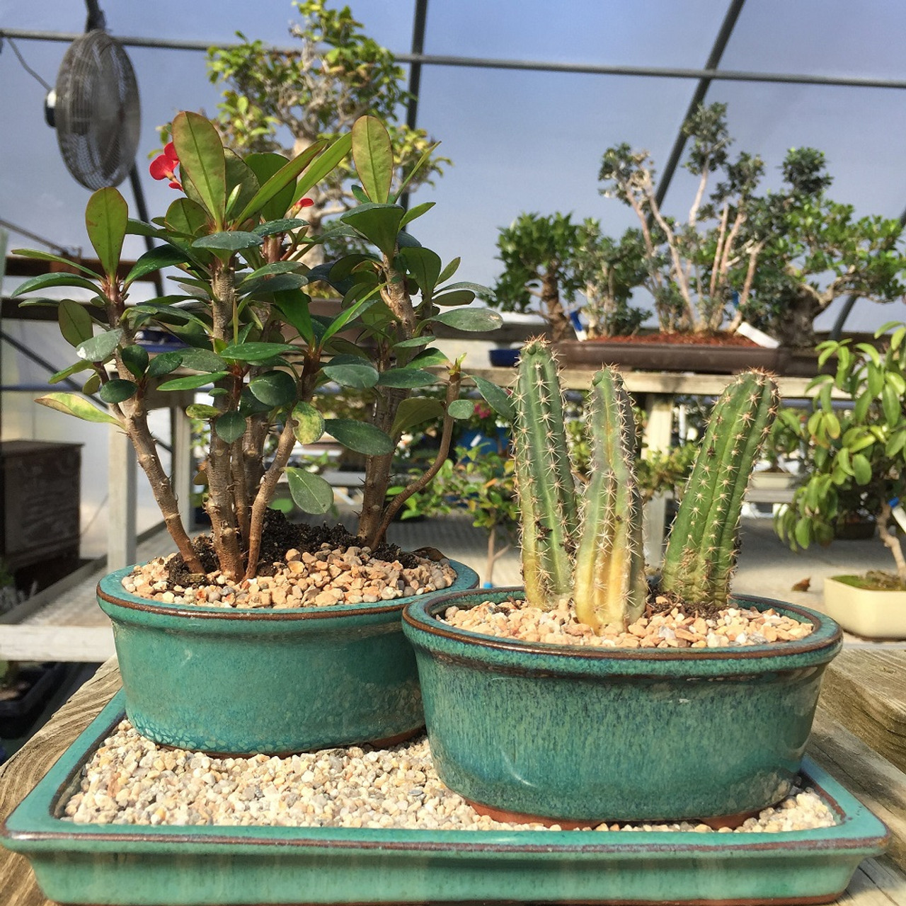 Bonsai Training Pots & Humidity Trays - Built in Mesh, 6 and 8