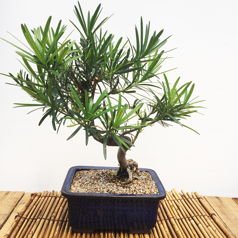 Podocarpus Bonsai Tree Bonsai Outlet