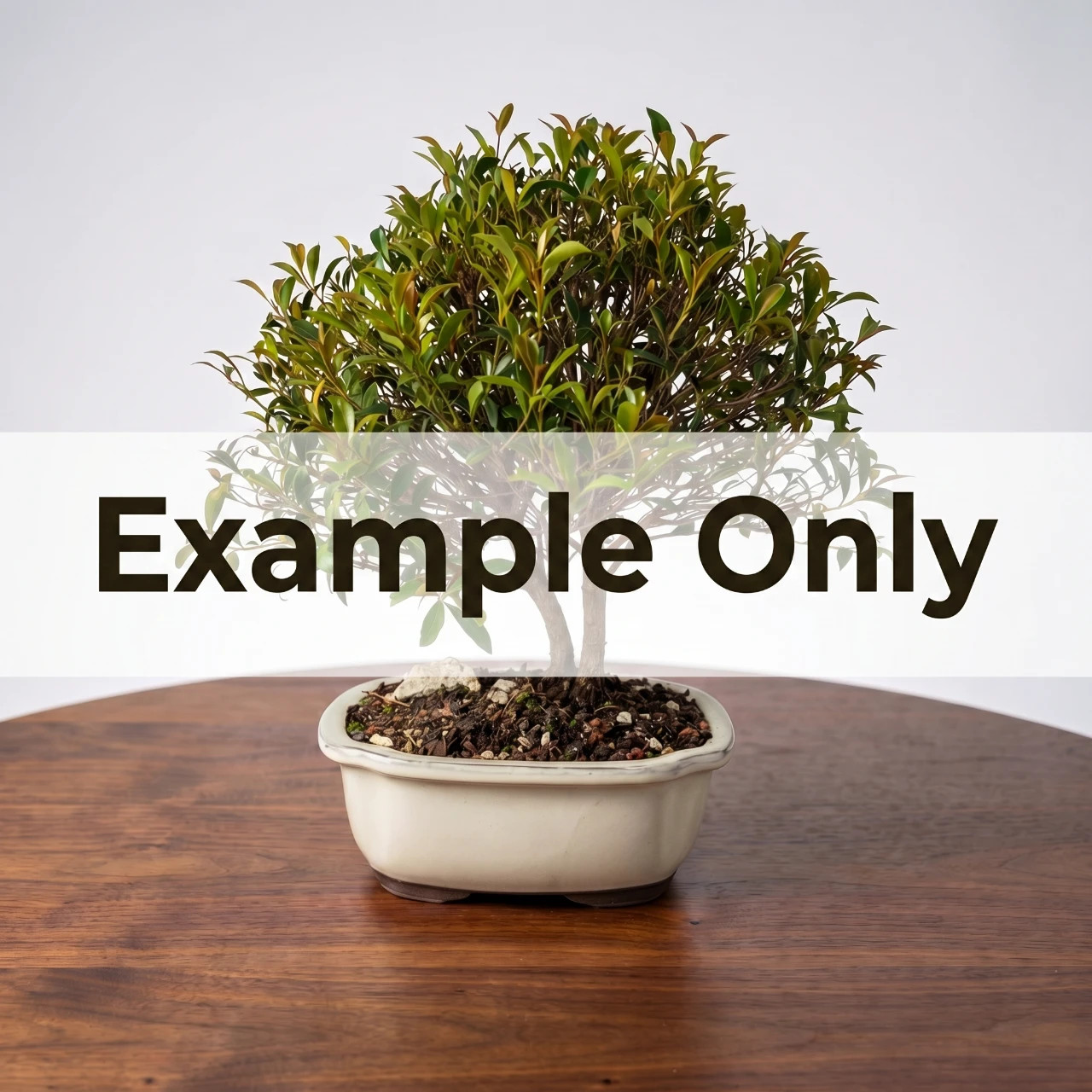 Brush Cherry Bonsai Tree Kit - Includes Everything You Need to Get