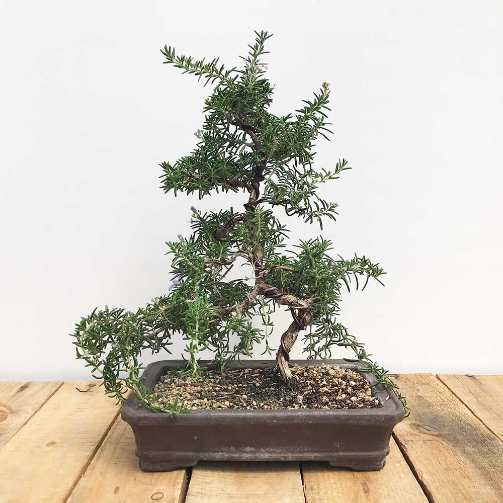 Single Trunk Rosemary Bonsai Tree Bonsai Outlet