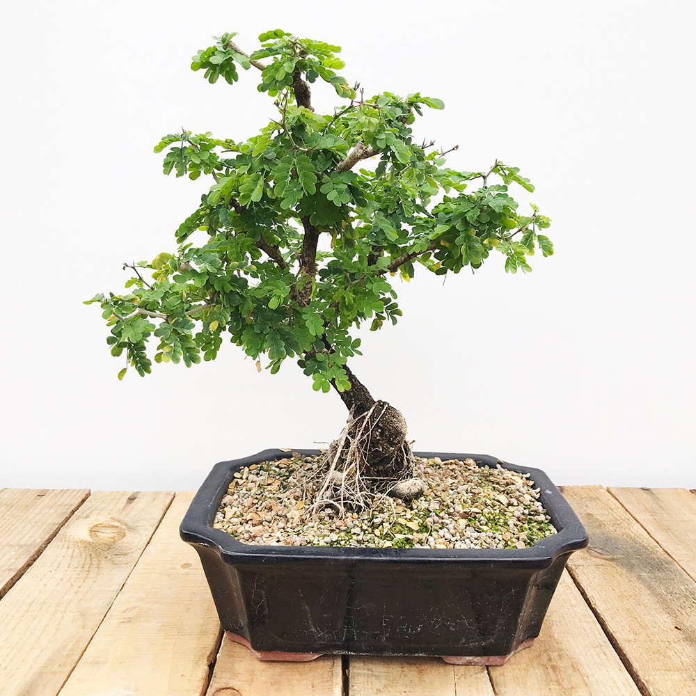 Texas Ebony Bonsai Bonsai Outlet