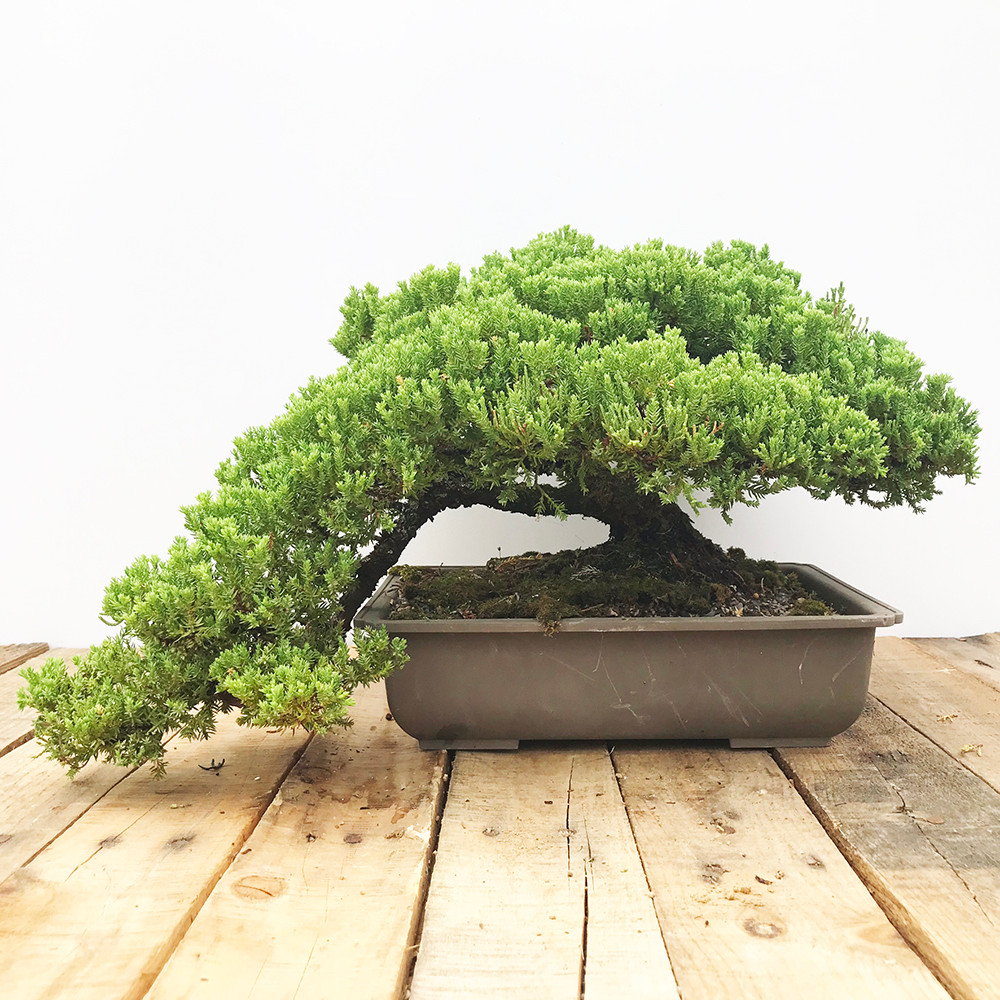 Japanese Garden Juniper Procumbens Bonsai Tree Bonsai Outlet