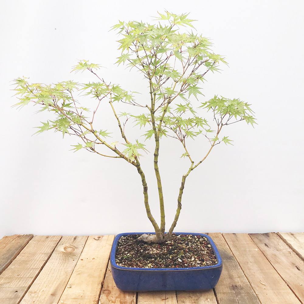 Lace Leaf Japanese Maple Bonsai Tree Bonsai Outlet