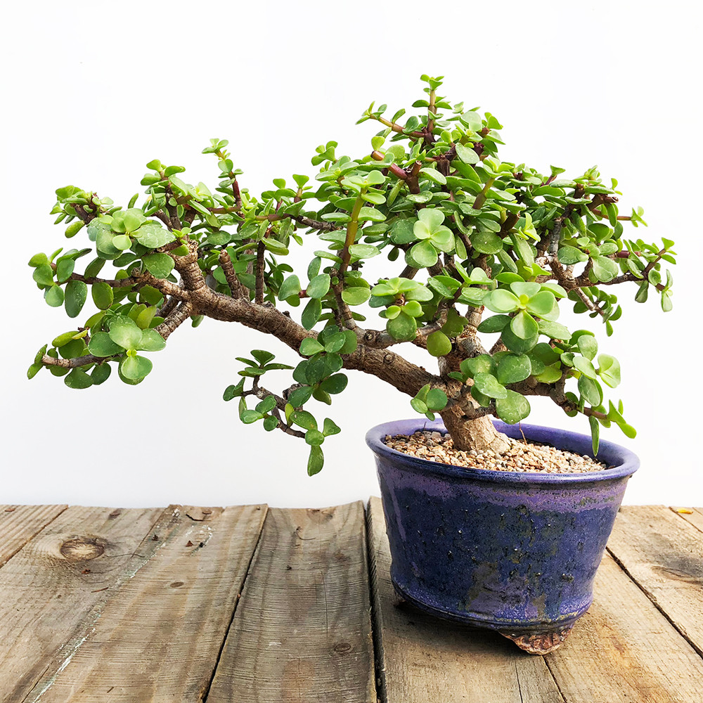 Sams Club Bonsai Tree Bonsai Tree
