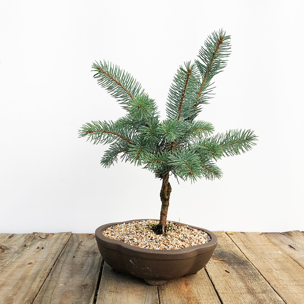 40 most popular blue spruce bonsai tree pink wool