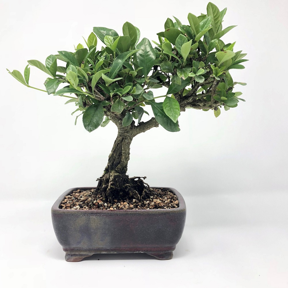 Flowering Gardenia Bonsai Tree Bonsai Outlet