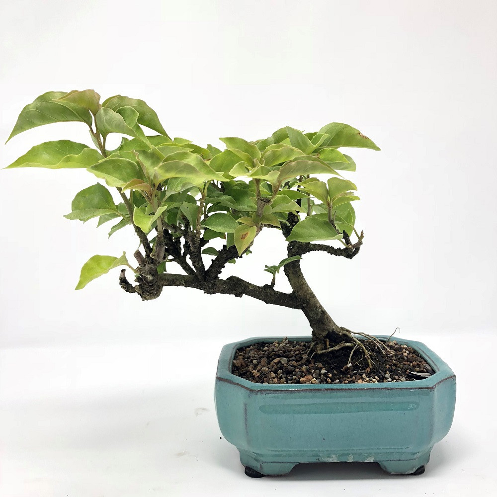 Red Flower Bougainvillea Bonsai Tree Bonsai Outlet