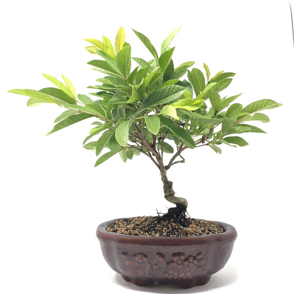 Guava Bonsai Tree Bonsai Outlet