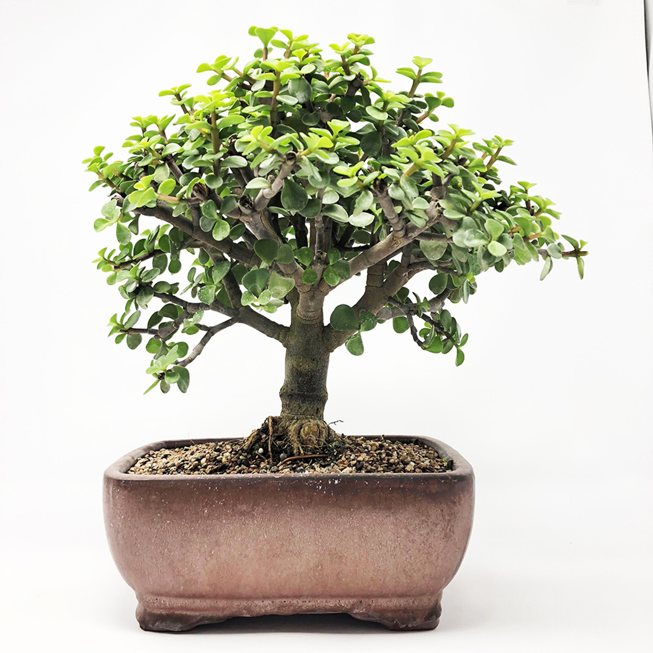 portulacaria afra Mini Jade Bonsai I Bonsai Outlet