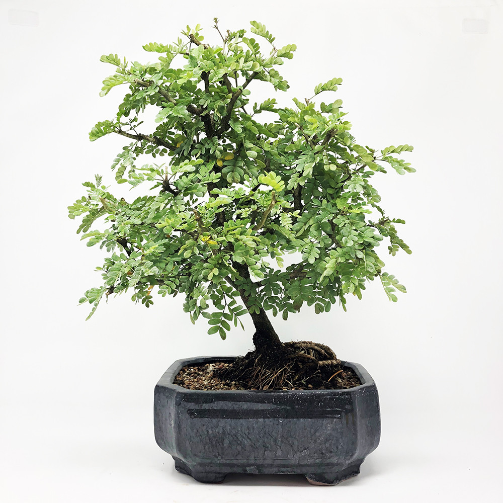 Texas Ebony Bonsai Bonsai Outlet