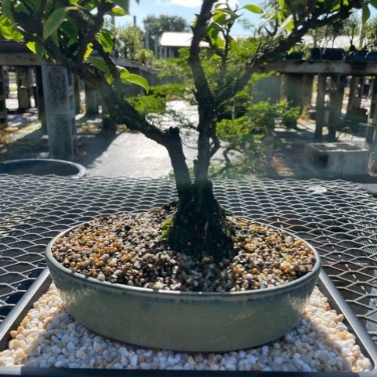 jin bonsai Artificial Bonsai】Mini_0031 Jin style main image 0