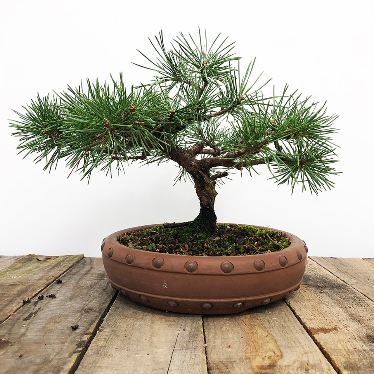 20+ Year Old Mugo Pine Bonsai Tree | Bonsai Outlet 20+ Year Old Mugo Pine Bonsai Tree | Bonsai Outlet