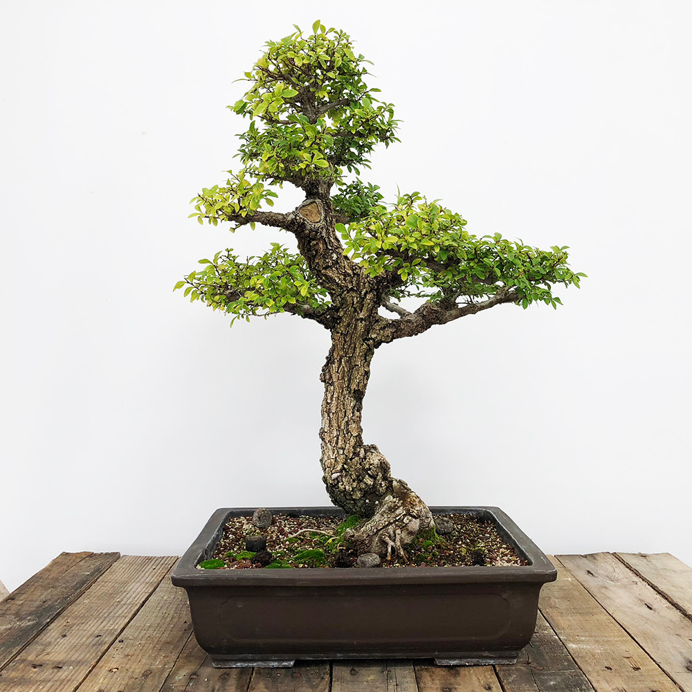 Amazing Cork Bark Chinese Elm Bonsai Tree Bonsai Outlet