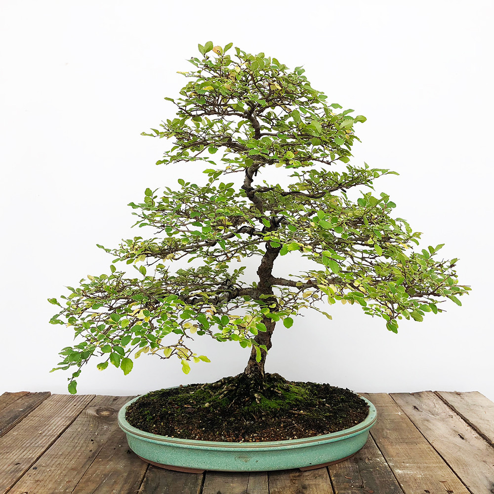 35 Year Old Variegated Chinese Elm Bonsai Tree Bonsai Outlet