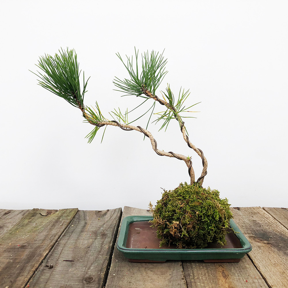 Black Pine Kokedame Moss Ball Bonsai Outlet